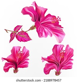 Collection of vector pink hibiscus flowers in bright colors