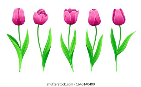 Collection Of Vector Pink Tulips With Stem And Green Leaves. Set Of Different Spring Rose Flowers. Isolated Tulip Cliparts With Purple Petals. Tulip Buds And Blooming Flowers. Transparent Background. 