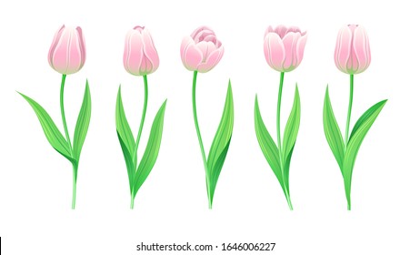 Collection Of Vector Pink Tulips With Stem And Green Leaves. Set Of Different Spring Flowers. Isolated Tulip Cliparts With Light Rose Petals. Tulip Buds And Blooming Flowers. Transparent Background. 