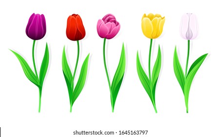 Collection Of Vector Pink, Yellow, Red, White, Purple Tulips With Stem And Green Leaves. Set Of Isolated Spring Flowers With Multi-Colored Petals. Different Colors Tulip Buds And Blooming Flowers.