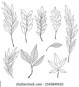 Collection of vector plants. Botanical set of sketched leaves and branches. Monolibe botanical illustration. 