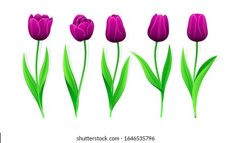 Collection Of Vector Purple Tulips With Stem And Green Leaves. Set Of Different Spring Flowers. Isolated Tulip Cliparts With Dark Burgundy Petals. Tulip Buds, Blooming Flowers. Transparent Background