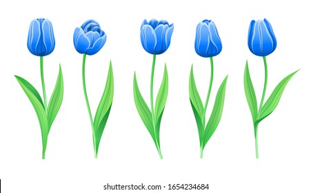 Collection Of Vector Rare Blue Tulips With Stem And Green Leaves. Set Of Different Spring Flowers. Isolated Tulip Cliparts With Rare Color Petals. Tulip Buds, Blooming Flowers. Transparent Background.