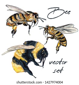 Collection of vector realistic bee, bumblebee in realistic watercolor hand drawn style. Realistic vintage style, insects macro object