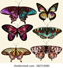 Collection of vector realistic butterflies for design