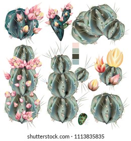 Collection of vector realistic cactus with flowers