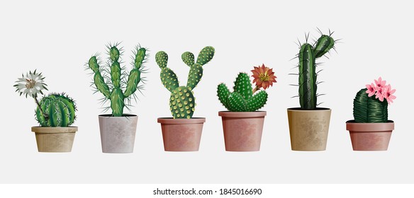 Collection of vector realistic detailed house or office plant cactus for interior design and decoration. Exotical and Popular indoor cacti with flowers for interior decor of home or office