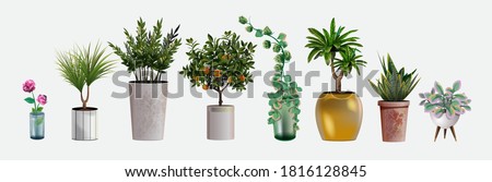 Collection of vector realistic detailed house or office plant for interior design and decoration. Tropical and Mediterranean plant and flowers for interior decor of home or office