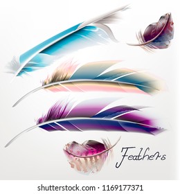 Collection of vector realistic feathers