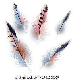 Collection of vector realistic feathers for design