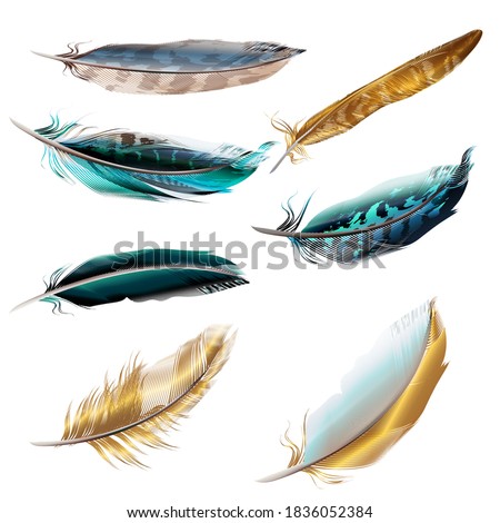 Collection of vector realistic feathers for design