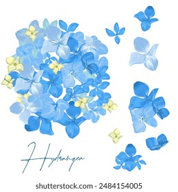 Collection of vector realistic hydrangea blue flowers