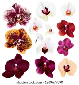 Collection of vector realistic orchid flowers for design