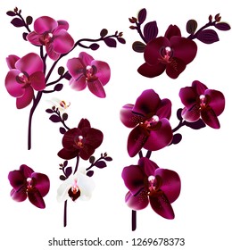 Collection of vector realistic orchids for design