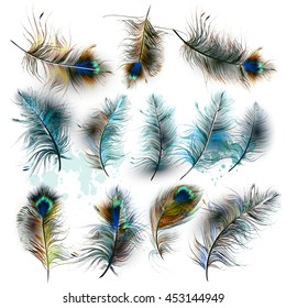 A collection of vector realistic peacock feathers for design