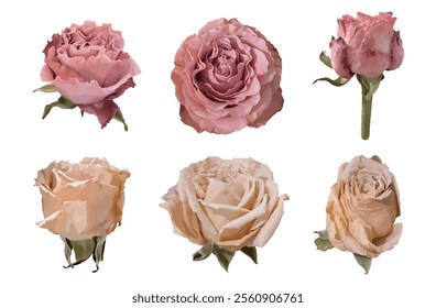 Sammlung von vektorrealistischen Rosen