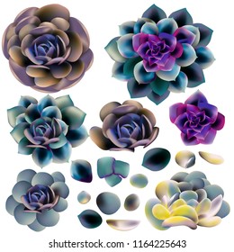 Collection of vector realistic succulents for design