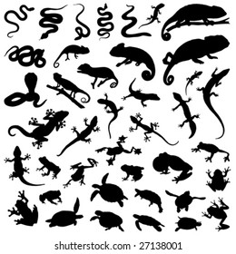 Collection Of Vector Reptiles And Amphibians