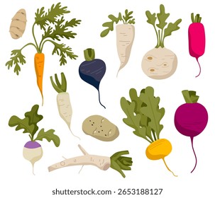 Coleção de vegetais de raiz vetorial. Ilustração com colheita madura. Produtos hortícolas