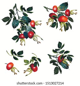 Collection of vector rose hip, realistic botanical illustration