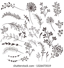 Collection of vector rustic plants for design