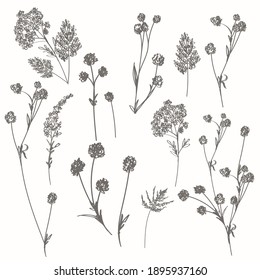 Collection of vector rustic plants for design