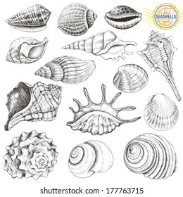Collection of vector seashells hand-drawn.