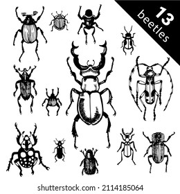 Collection of vector set beetles and exotic beetles. Insects such as goliath beetle, frog legs, ladybug, colorado potato, giraffe weevil, cockchafer bugs in flat icon set on background