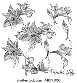 Collection or vector set of hand drawn lily flowers in engraved style