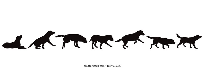 Collection of vector silhouette of dog on white background. Symbol of animal.