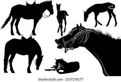 silueta vectorial de colección de caballos, potro aislado sobre fondo blanco. Juego de caballos