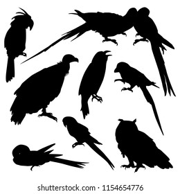 Collection of vector silhouettes of birds isolated on white background. Parrots Ara, owl, vulture, raven for design