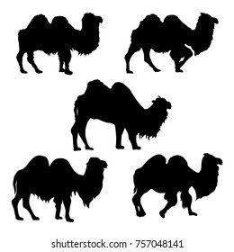 Collection of vector silhouettes of camels isolated on a white background. Two-humped camel, Bactrian.