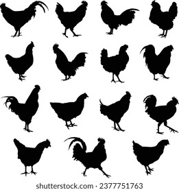 Collection of vector silhouettes of chickens and roosters isolated on a white background