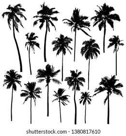 Collection of vector silhouettes of different palms trees isolated on white background.