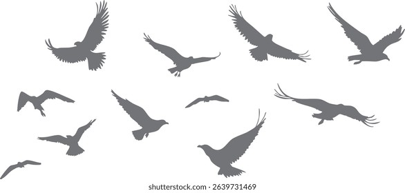 Collection of vector silhouettes of eagles in flying, perched, and stalking positions. 