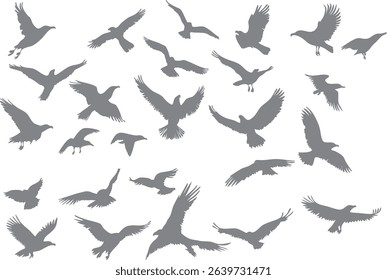 Collection of vector silhouettes of eagles in flying, perched, and stalking positions. 