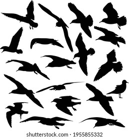 Colección de siluetas vectoriales de gaviotas volantes aisladas sobre fondo blanco