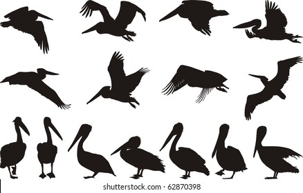 Collection of vector silhouettes on white storks