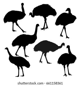 Collection of vector silhouettes of an ostrich emu isolated on white background.