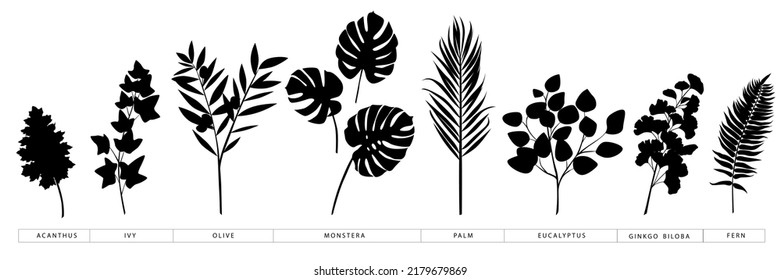 Collection of vector silhouettes of popular trend branches and leaves of palm, monstera, olive, ivy, fern, eucalyptus, ginkgo biloba, acanthus