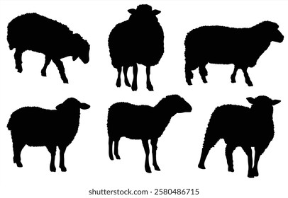 Collection of vector silhouettes of sheeps isolated on white background. Collection of Different sheep Poses, Perfect symbol for your web site design, logo, app, UI. Vector illustration, EPS.