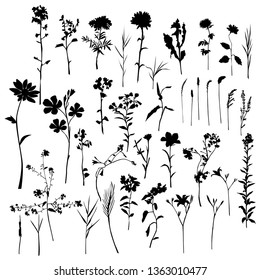 Collection of vector silhouettes of wild flowers and grass, black color, isolated on white background