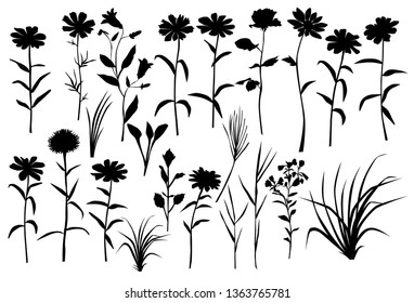 Collection of vector silhouettes of wild flowers and grass, daisy, chamomile, carnation, black color, isolated on white background