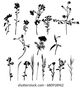 Collection of vector silhouettes of wild flowers, black color, isolated on white background