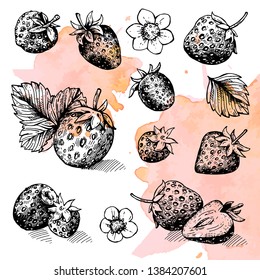 A collection of vector sketches of strawberries drawn by hand. Strawberry set of hand-drawn. Isolated berries in engraving style on watercolor background