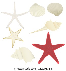 collection of vector starfishes and shells over white