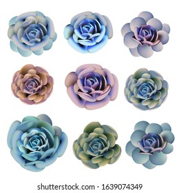 Collection of vector succulent plants in realistic style for design 