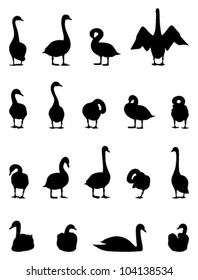 collection of vector swan silhouettes (Cygnus olor) on white background