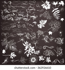 Collection of vector swirls elements leafs  flourishes in vintage style